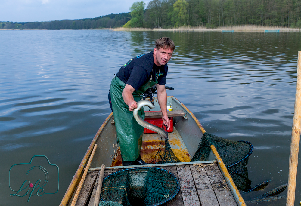 Foto aus Serie Firmenportrait: Fischer im Boot mit Aal